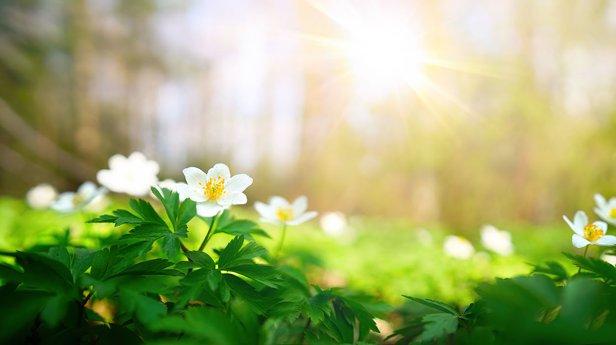 Spring wildflowers in the sunshine