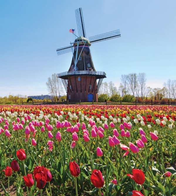 Old windmill in a field of tulips
