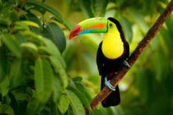 A toucan sitting among tropical vegetation